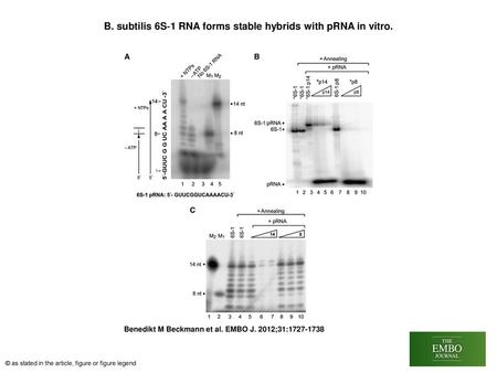B. subtilis 6S‐1 RNA forms stable hybrids with pRNA in vitro.