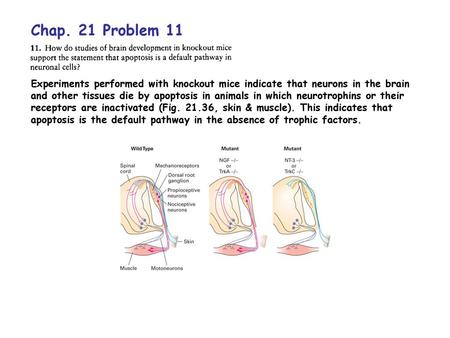 Chap. 21 Problem 11 Experiments performed with knockout mice indicate that neurons in the brain and other tissues die by apoptosis in animals in which.