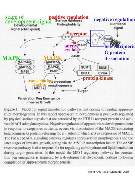 + stage of development signal X MAPK MAPK positive regulation