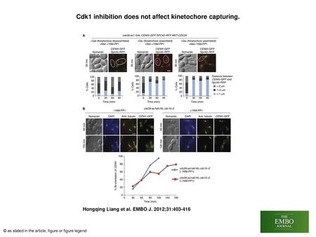 Cdk1 inhibition does not affect kinetochore capturing.