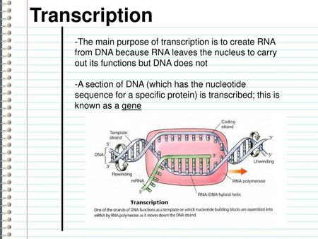 Transcription -The main purpose of transcription is to create RNA from DNA because RNA leaves the nucleus to carry out its functions but DNA does not -A.