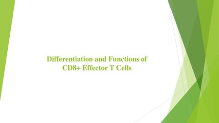 Differentiation and Functions of CD8+ Effector T Cells
