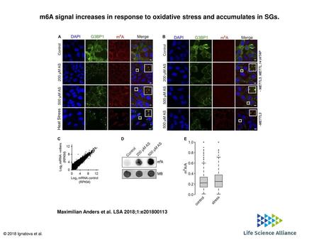 M6A signal increases in response to oxidative stress and accumulates in SGs. m6A signal increases in response to oxidative stress and accumulates in SGs.