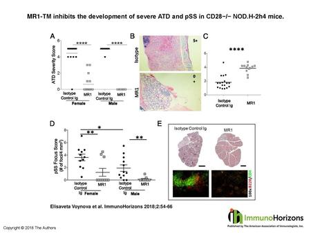 MR1-TM inhibits the development of severe ATD and pSS in CD28−/− NOD