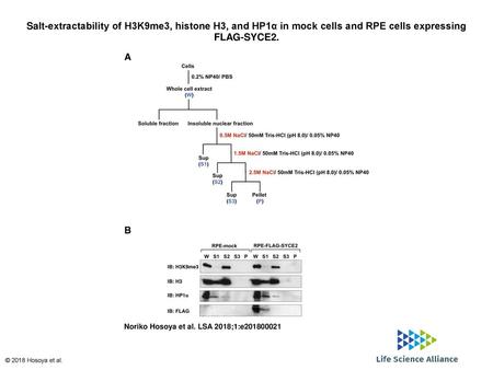 Salt-extractability of H3K9me3, histone H3, and HP1α in mock cells and RPE cells expressing FLAG-SYCE2. Salt-extractability of H3K9me3, histone H3, and.