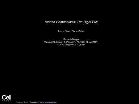Tendon Homeostasis: The Right Pull