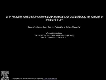 IL-2–mediated apoptosis of kidney tubular epithelial cells is regulated by the caspase-8 inhibitor c-FLIP  Caigan Du, Qiunong Guan, Ziqin Yin, Robert.