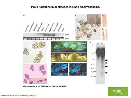 PCS1 functions in gametogenesis and embryogenesis.
