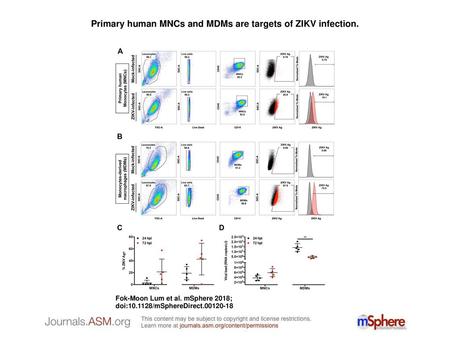 Primary human MNCs and MDMs are targets of ZIKV infection.