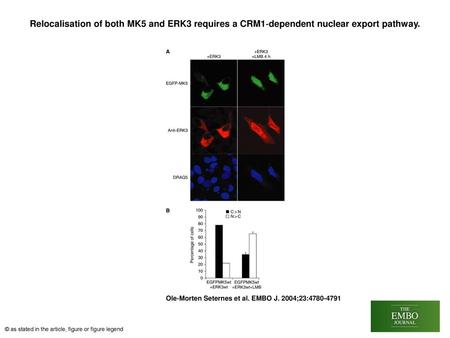 Relocalisation of both MK5 and ERK3 requires a CRM1‐dependent nuclear export pathway. Relocalisation of both MK5 and ERK3 requires a CRM1‐dependent nuclear.