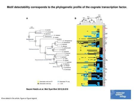 Motif detectability corresponds to the phylogenetic profile of the cognate transcription factor. Motif detectability corresponds to the phylogenetic profile.