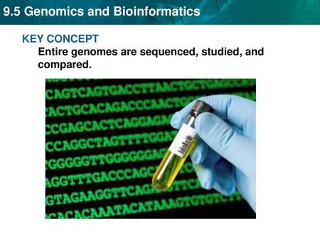 KEY CONCEPT  Entire genomes are sequenced, studied, and compared.