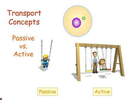 Transport Concepts Passive vs. Active Passive Active