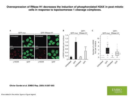 Overexpression of RNase H1 decreases the induction of phosphorylated H2AX in post‐mitotic cells in response to topoisomerase 1 cleavage complexes. Overexpression.