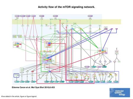 Activity flow of the mTOR signaling network.
