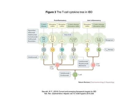 Figure 3 The T-cell cytokine tree in IBD