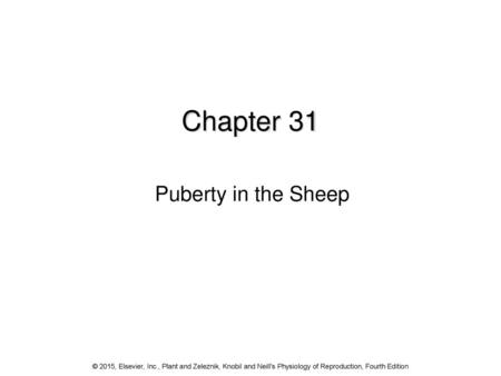 Chapter 31 Puberty in the Sheep