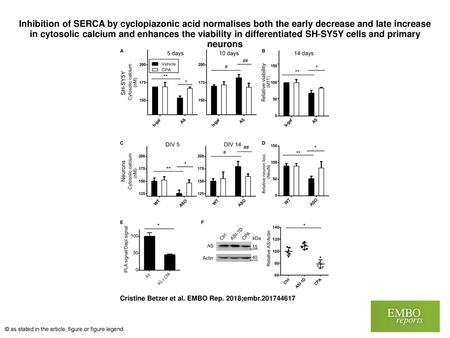 Inhibition of SERCA by cyclopiazonic acid normalises both the early decrease and late increase in cytosolic calcium and enhances the viability in differentiated.