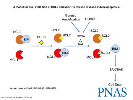 A model for dual inhibition of BCL2 and MCL1 to release BIM and induce apoptosis. A model for dual inhibition of BCL2 and MCL1 to release BIM and induce.
