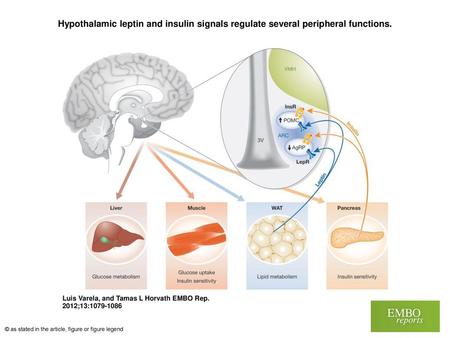 Hypothalamic leptin and insulin signals regulate several peripheral functions. Hypothalamic leptin and insulin signals regulate several peripheral functions.