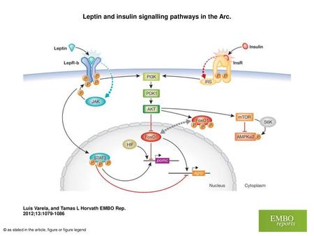 Leptin and insulin signalling pathways in the Arc.