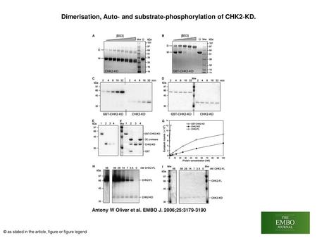Dimerisation, Auto‐ and substrate‐phosphorylation of CHK2‐KD.