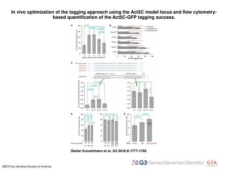 In vivo optimization of the tagging approach using the Act5C model locus and flow cytometry-based quantification of the Act5C-GFP tagging success. In vivo.