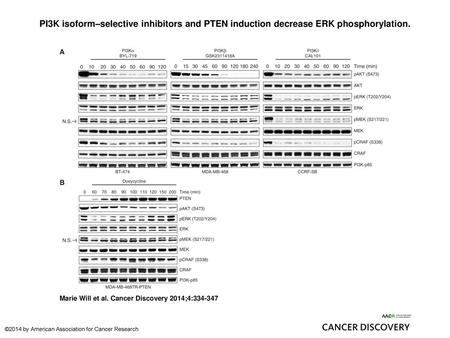 PI3K isoform–selective inhibitors and PTEN induction decrease ERK phosphorylation. PI3K isoform–selective inhibitors and PTEN induction decrease ERK phosphorylation.