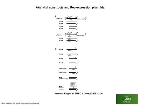 AAV viral constructs and Rep expression plasmids.