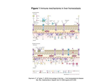 Figure 1 Immune mechanisms in liver homeostasis