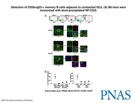 Detection of CD38+IgG1+ memory B cells adjacent to contracted GCs