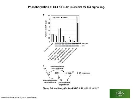 Phosphorylation of EL1 on SLR1 is crucial for GA signalling.