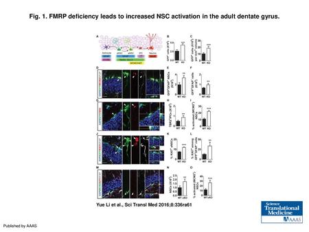 Fig. 1. FMRP deficiency leads to increased NSC activation in the adult dentate gyrus. FMRP deficiency leads to increased NSC activation in the adult dentate.
