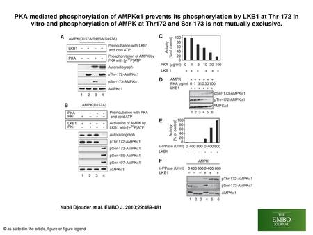 PKA‐mediated phosphorylation of AMPKα1 prevents its phosphorylation by LKB1 at Thr‐172 in vitro and phosphorylation of AMPK at Thr172 and Ser‐173 is not.