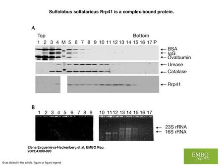 Sulfolobus solfataricus Rrp41 is a complex‐bound protein.