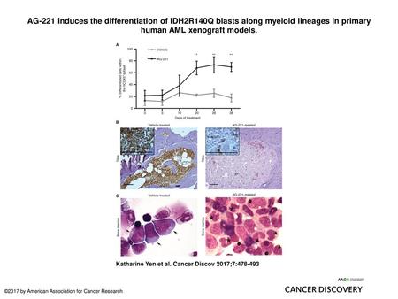 AG-221 induces the differentiation of IDH2R140Q blasts along myeloid lineages in primary human AML xenograft models. AG-221 induces the differentiation.