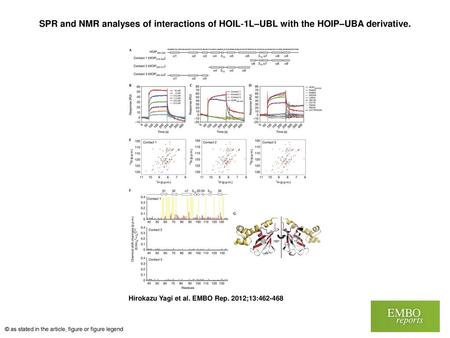 SPR and NMR analyses of interactions of HOIL‐1L–UBL with the HOIP–UBA derivative. SPR and NMR analyses of interactions of HOIL‐1L–UBL with the HOIP–UBA.