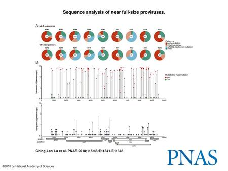 Sequence analysis of near full-size proviruses.