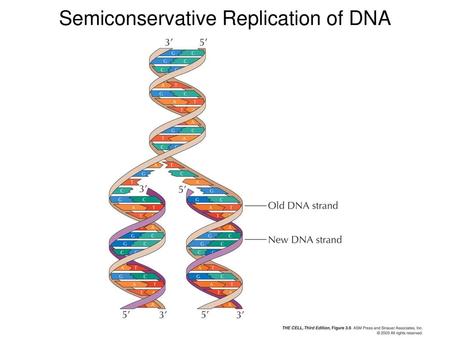 Semiconservative Replication of DNA