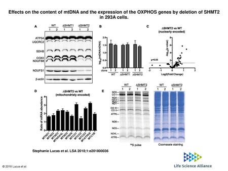 Effects on the content of mtDNA and the expression of the OXPHOS genes by deletion of SHMT2 in 293A cells. Effects on the content of mtDNA and the expression.