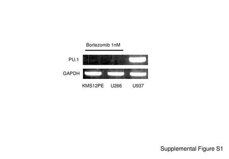 Bortezomib 1nM PU.1 GAPDH KMS12PE U266 U937 Supplemental Figure S1.