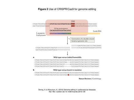 Figure 2 Use of CRISPR/Cas9 for genome editing
