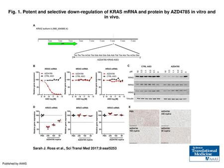 Fig. 1. Potent and selective down-regulation of KRAS mRNA and protein by AZD4785 in vitro and in vivo. Potent and selective down-regulation of KRAS mRNA.