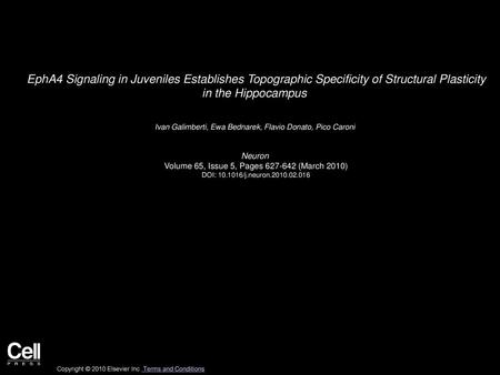 EphA4 Signaling in Juveniles Establishes Topographic Specificity of Structural Plasticity in the Hippocampus  Ivan Galimberti, Ewa Bednarek, Flavio Donato,