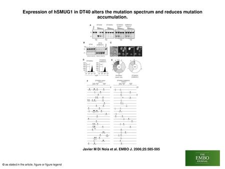 Expression of hSMUG1 in DT40 alters the mutation spectrum and reduces mutation accumulation. Expression of hSMUG1 in DT40 alters the mutation spectrum.