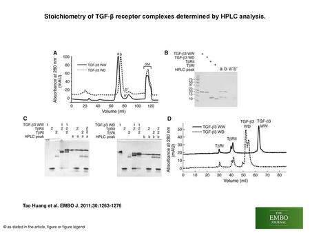 Stoichiometry of TGF‐β receptor complexes determined by HPLC analysis.