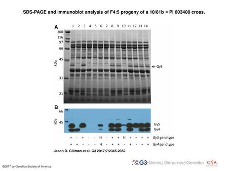 SDS-PAGE and immunoblot analysis of F4:5 progeny of a 10/81b × PI 603408 cross. SDS-PAGE and immunoblot analysis of F4:5 progeny of a 10/81b × PI 603408.