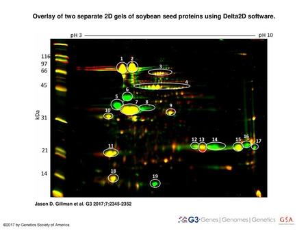 Overlay of two separate 2D gels of soybean seed proteins using Delta2D software. Overlay of two separate 2D gels of soybean seed proteins using Delta2D.