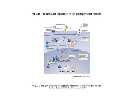 Figure 1 Intracellular regulation of the glucocorticoid receptor