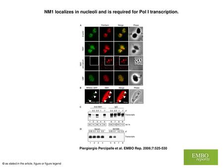 NM1 localizes in nucleoli and is required for Pol I transcription.